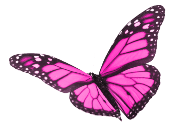 Butterfly-overlay